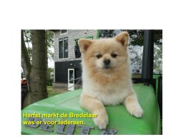 Herfstmarkt de Bredelaar 2026